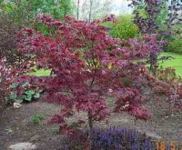 /album/danimayosinfojardin2/arce-japones-acer-palmatum-atropurpureum-jpg/